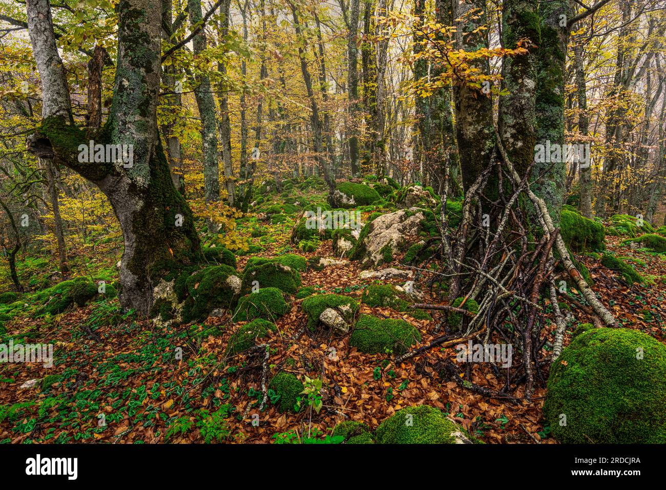 Forêt de hêtres dans le parc national de Maiella, Bosco di Sant'Antonio Banque D'Images