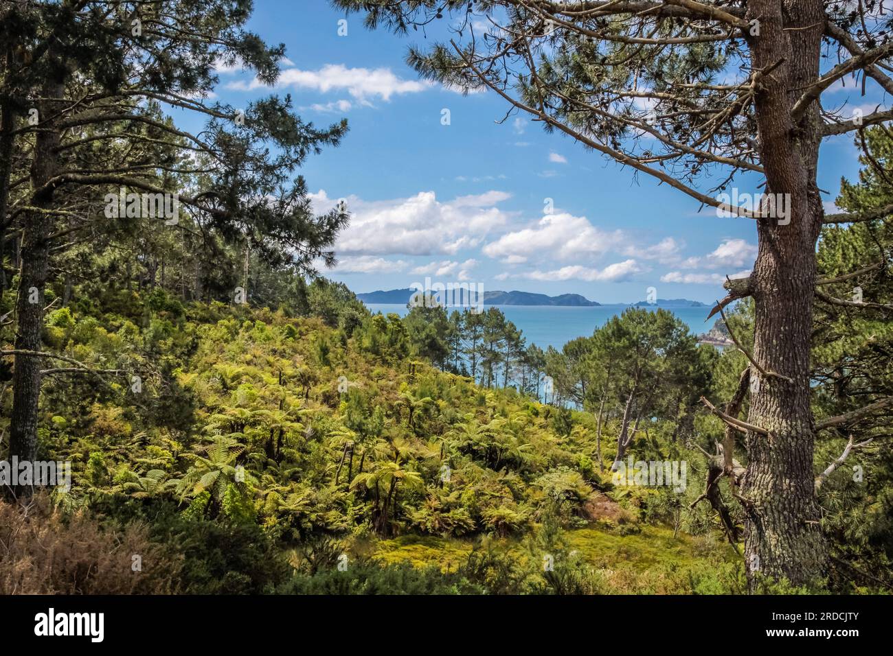 Géographie / voyage, Nouvelle-Zélande, Waikato, Hahei, forêt tropicale à Hahei, Waikato, Île du Nord, INFORMATIONS-AUTORISATION-DROITS-SUPPLÉMENTAIRES-NON-DISPONIBLES Banque D'Images