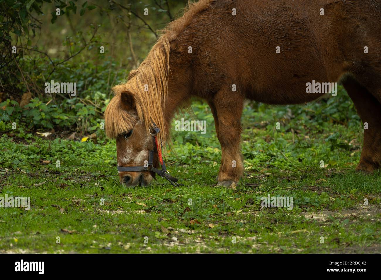 poney broutant de l'herbe dans la prairie Banque D'Images
