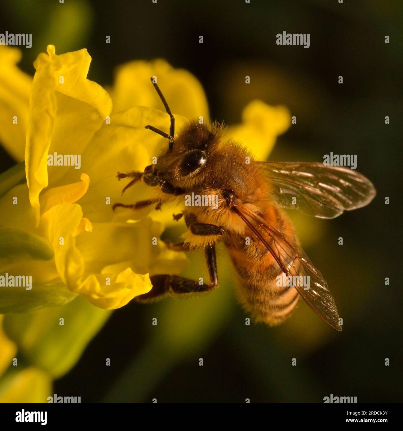 Abeille à miel de l'Ouest (Apis mellifera) cueillant du nectar et du pollen de fleurs jaunes de chou de chou (Brassica oleracea) vus de près. Banque D'Images Abeille à miel de l'Ouest (Apis mellifera) cueillant du nectar et du pollen de fleurs jaunes de chou de chou (Brassica oleracea) vus de près. Banque D'Images