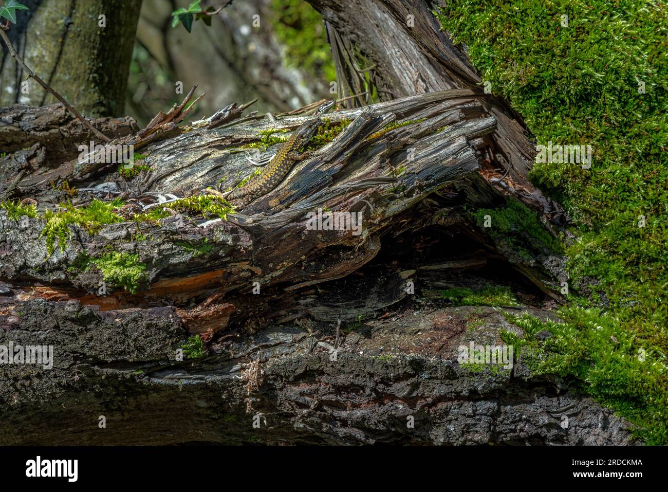 lézard camouflé sur un arbre tombé Banque D'Images