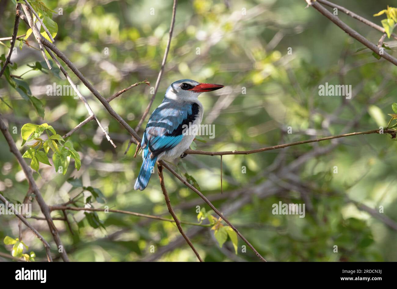 L'appel distinctif du Woodland Kingfisher annonce son arrivée, généralement avant le début des pluies. C'est un oiseau des bois riverains. Banque D'Images