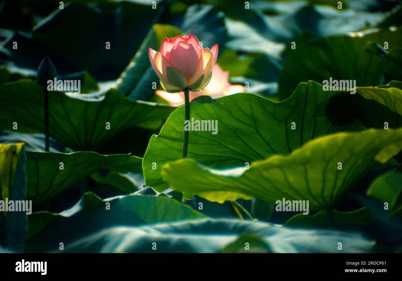 Italie Lombardie Mantoue - Lac supérieur - Fleur de lotus Banque D'Images