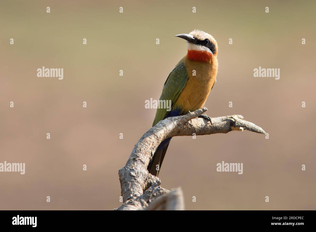 L'Oie rieuse Bee-eater Banque D'Images