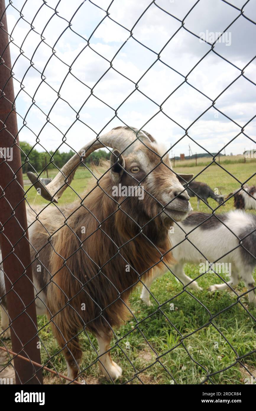 Chèvre de montagne avec cornes bouclées. Dans l'enceinte du zoo. Gros plan. Banque D'Images