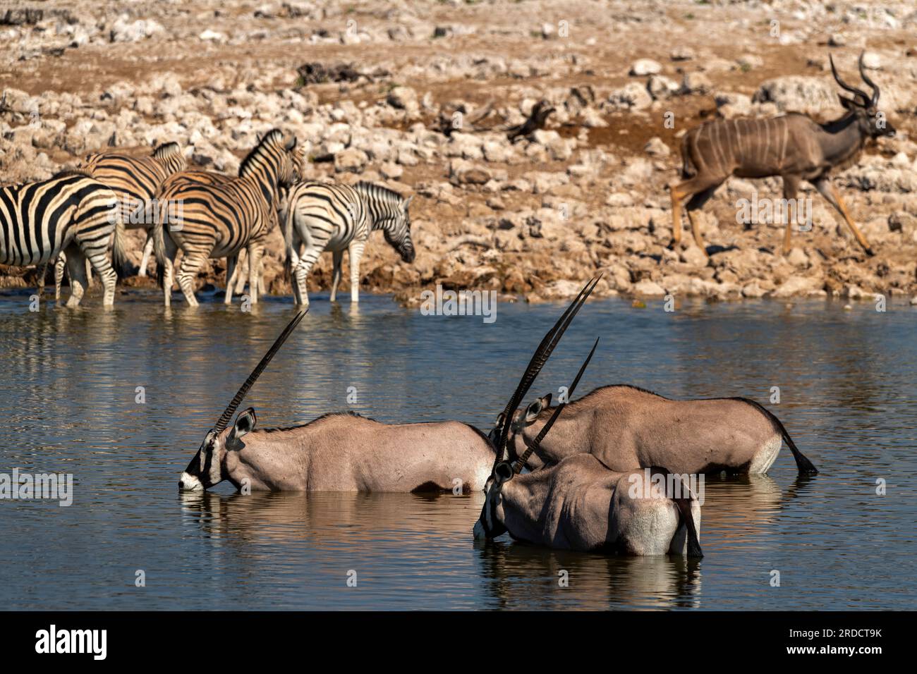 Antilope Avec Z bre Banque De Photographies Et D images Haute antilope-avec-z-bre-banque-de-photographies-et-d-images-haute