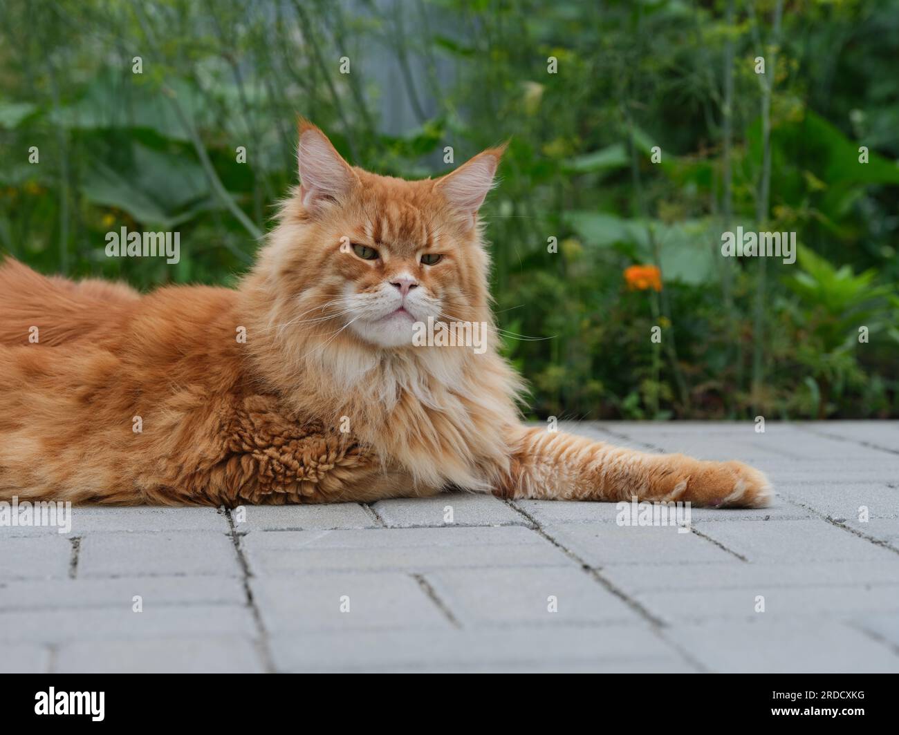 Un chat rouge Maine Coon allongé sur des tuiles dans un jardin. Gros plan. Banque D'Images