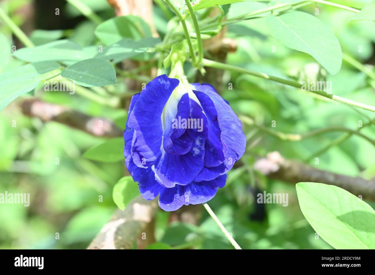Vue en gros plan d'une fleur à double fleur d'un Pigeonwings asiatique ou pois papillon (Clitoria Ternatea), c'est une variété moins commune Banque D'Images