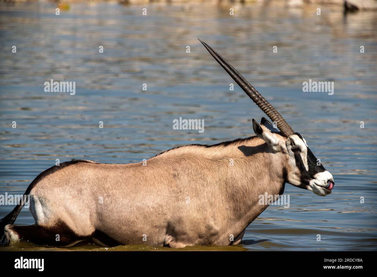 Antilope Gemsbok ou Orix au trou d'eau d'Okaukuejo, Parc national d'Etosha, Namibie Banque D'Images