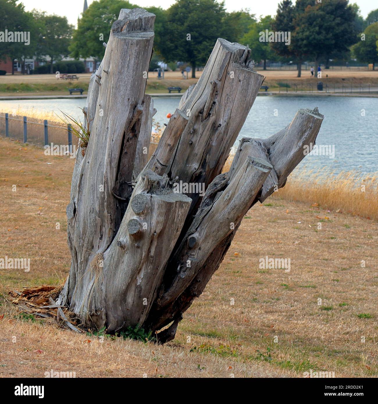 Une souche d'arbre grise sur l'herbe brûlée par le soleil au bord d'un lac. L'été sec. Banque D'Images