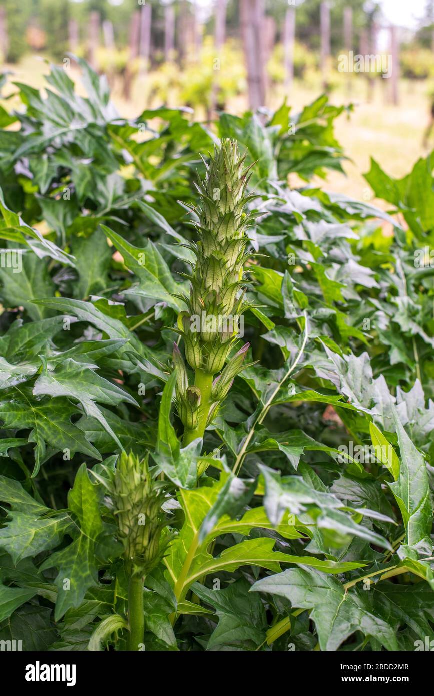 Acanthus balcanicus est une plante herbacée vivace endémique du genre Acanthus, originaire de la péninsule des Balkans, jusqu'à la Dalmatie. Banque D'Images