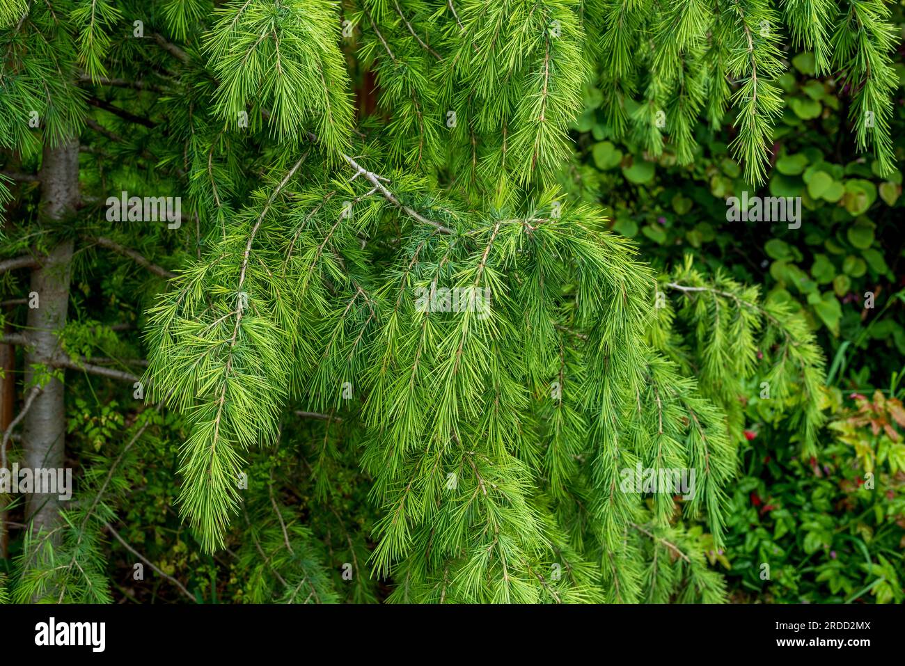 Cedrus deodara, le cèdre deodar, cèdre de l'Himalaya, ou deodar, est — free download