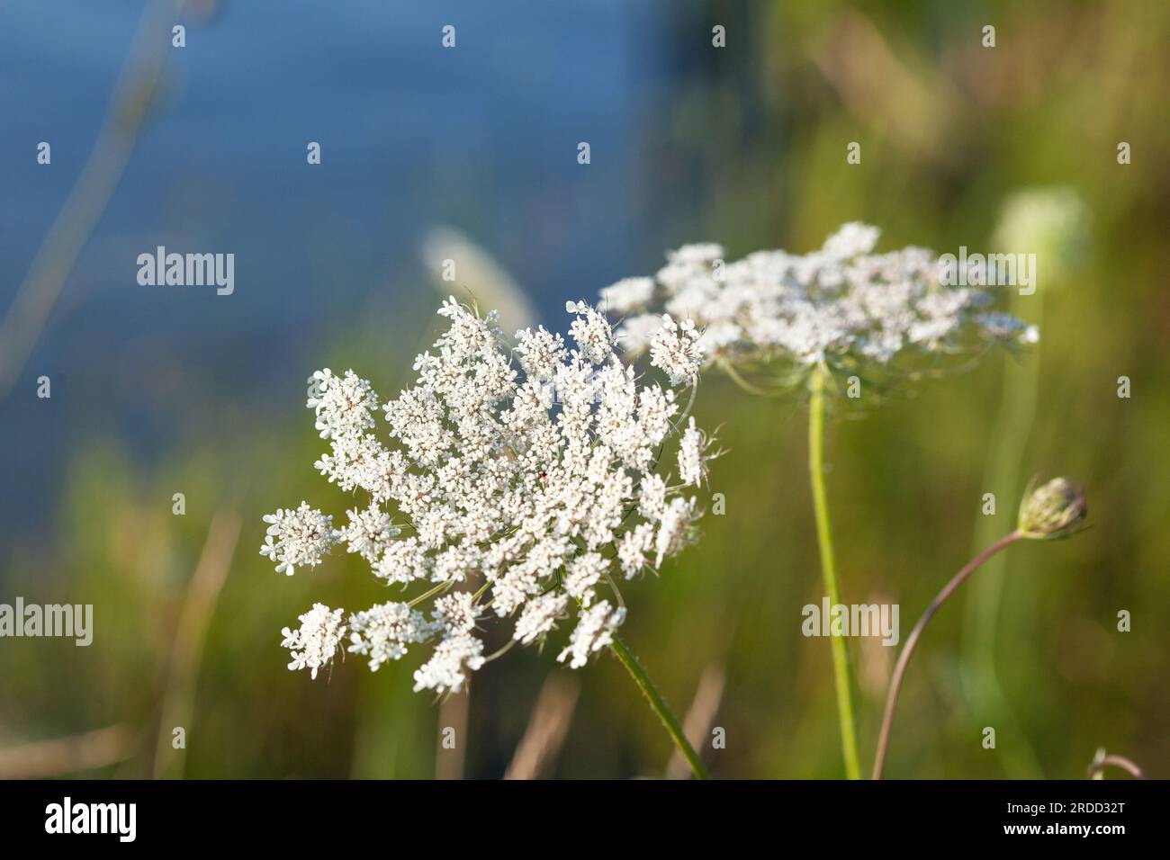 Fleurs blanches sauvages sur la rive du lac en Serbie. Fleurs en dentelle de la reine Anne. Banque D'Images