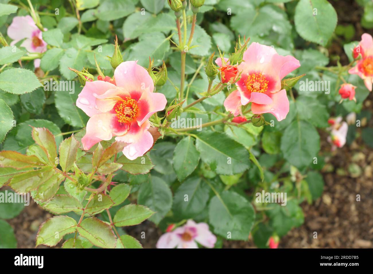 Gros plan de la rose de jardin multicolore pour vos yeux seulement. Banque D'Images