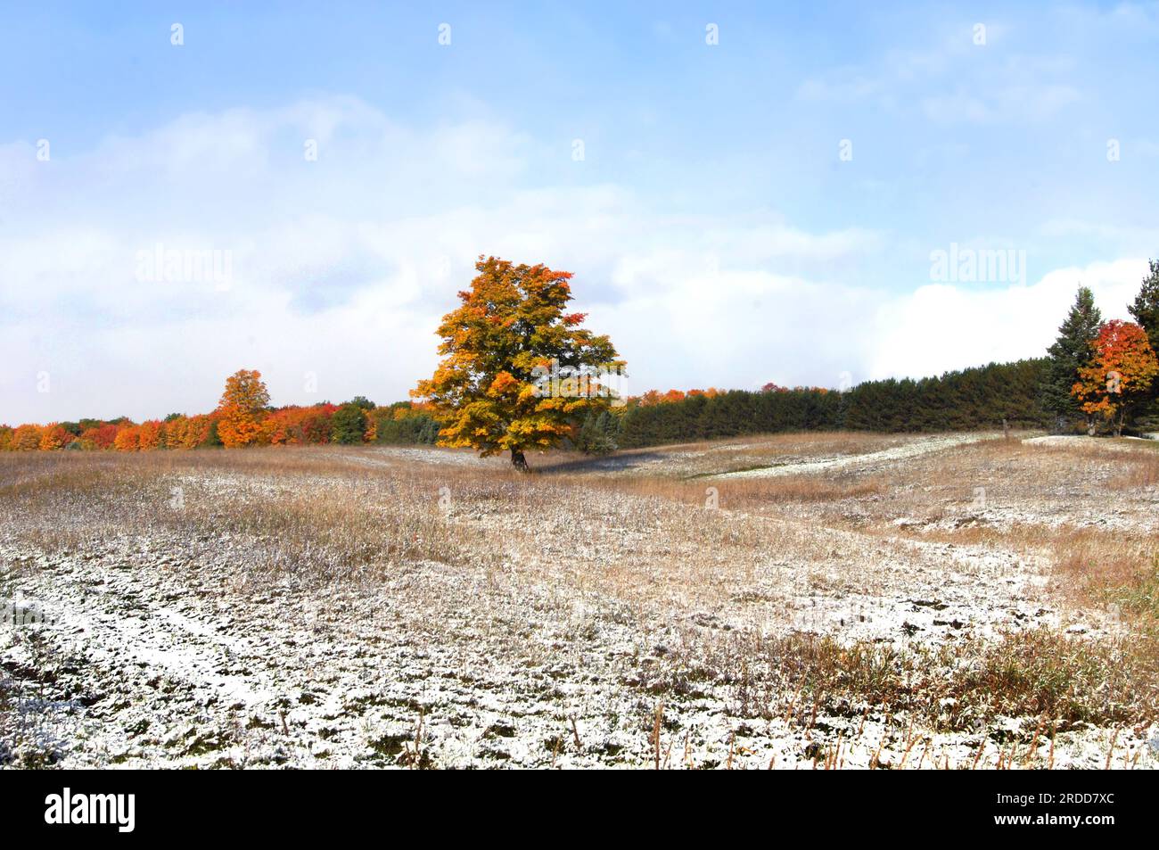 L'arbre solitaire dans le champ du Michigan devient doré et orange. Ciel bleu et forêt arrière feuillage d'automne. Banque D'Images