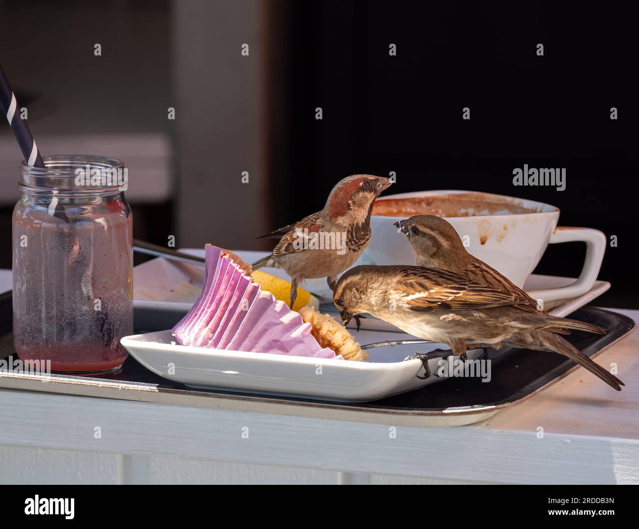 Les moineaux se nourrissent des restes sur un plateau de restaurant Banque D'Images