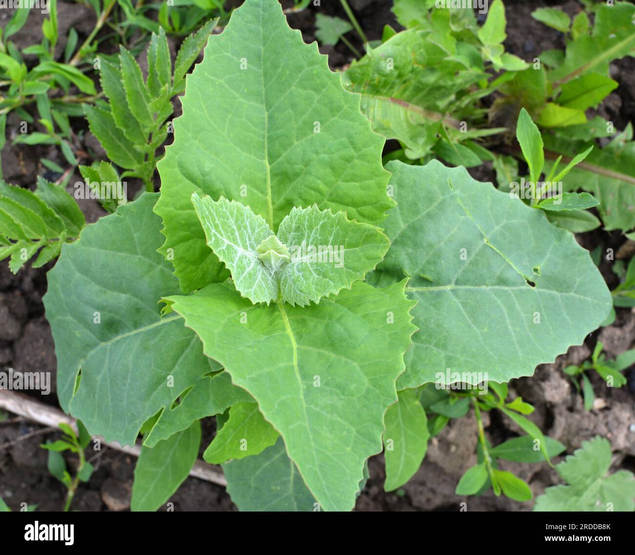 Au printemps, l'orach végétal comestible (Atriplex hortensis) pousse dans le jardin Banque D'Images