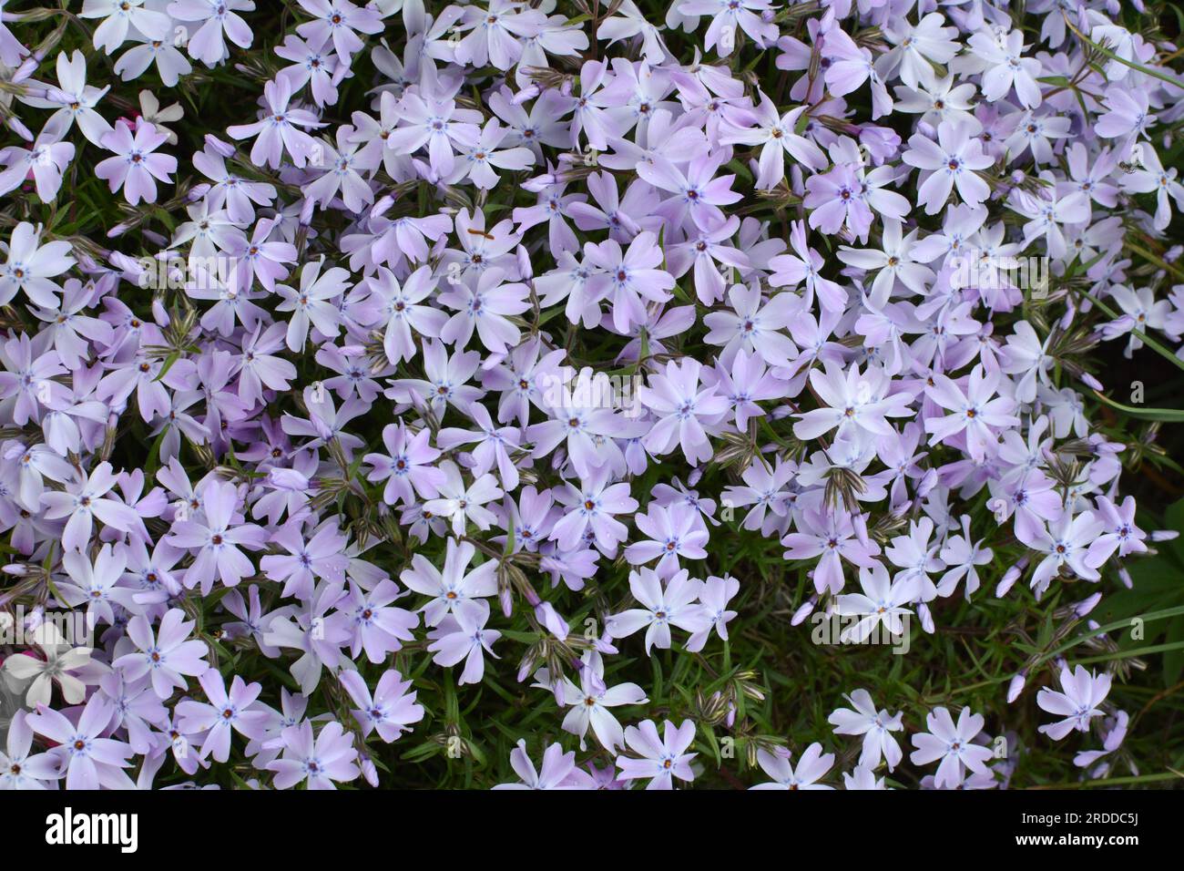 Au printemps, le phlox subulata fleurit dans un lit de fleurs Banque D'Images