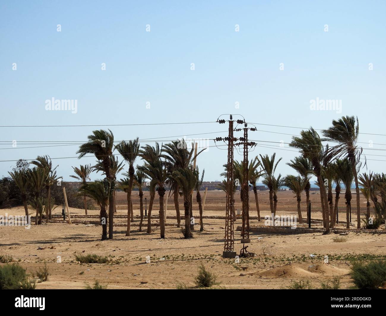 Prophète Moses Springs, puits d'eau et palmiers dans la péninsule du Sinaï, Ras Sidr, Égypte, les sources de Moïse sont un groupe de sources chaudes formant un petit fert Banque D'Images