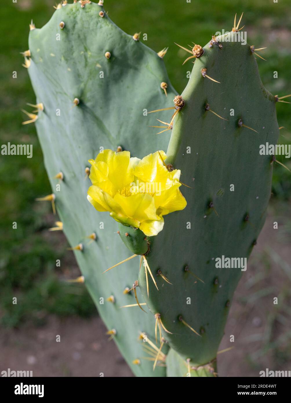 Cactus Opuntia aux poires de Barbarie avec fleur jaune closeup Banque D'Images