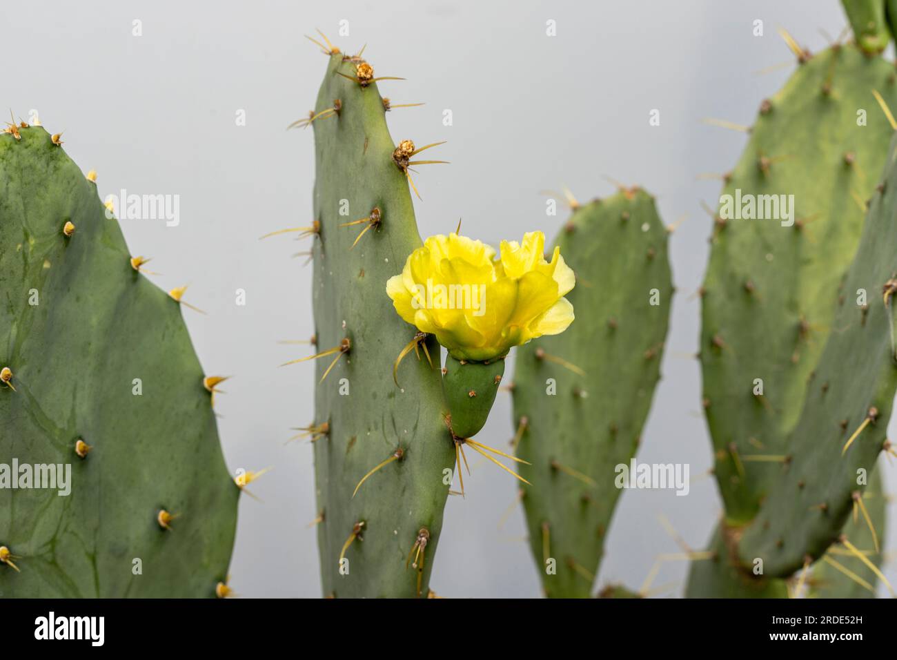 Gros plan d'une poire de Barbarie de cactus opuntia avec fleur jaune Banque D'Images