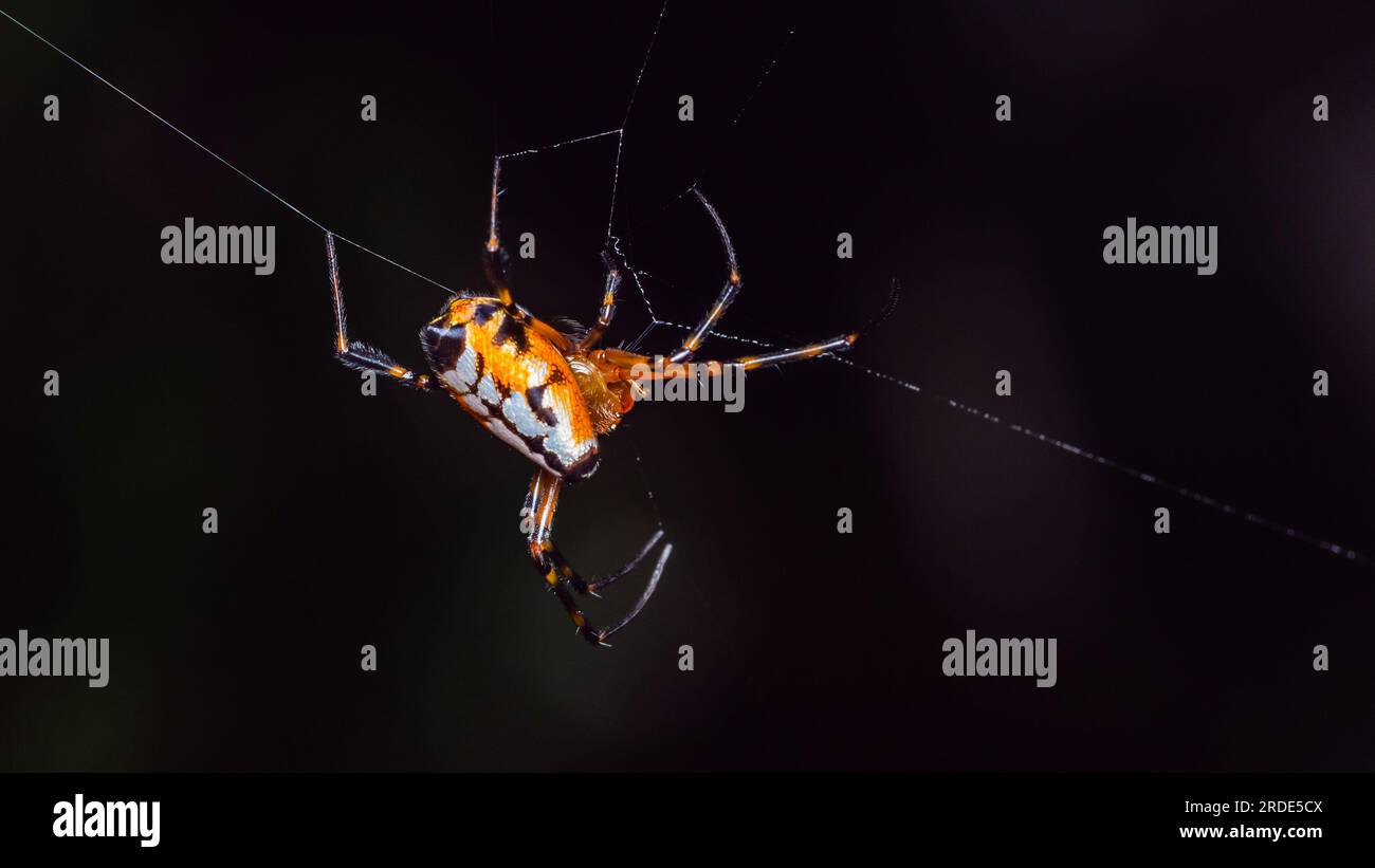 Gros plan de Leucauge Fastigata Spider, tisserand orbe à mâchoires longues sur une toile d'araignée dans la nature, photo d'araignée orange, mise au point sélective. Banque D'Images