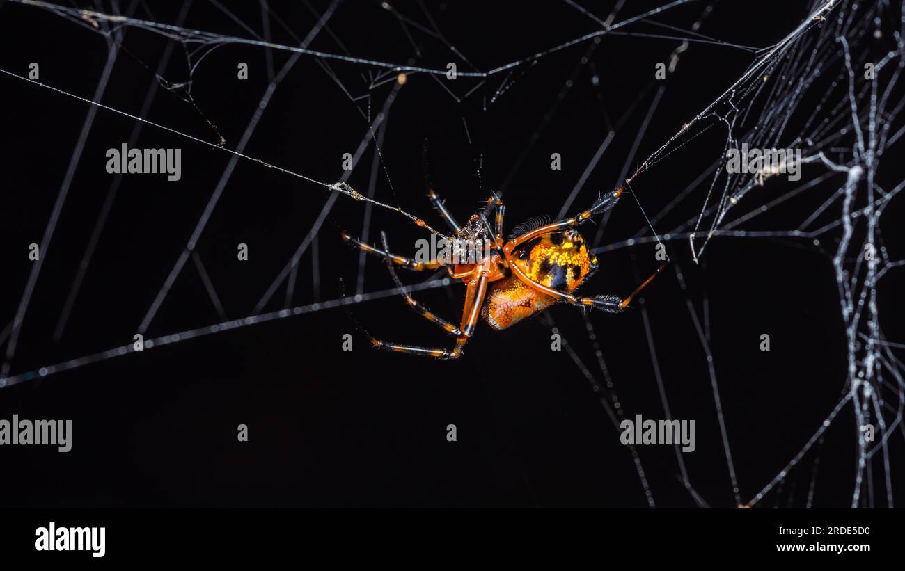 Gros plan de Leucauge Fastigata Spider, tisserand orbe à mâchoires longues sur une toile d'araignée dans la nature, photo d'araignée orange, mise au point sélective. Banque D'Images