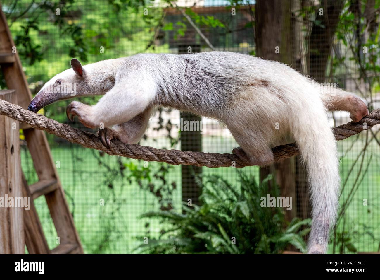 Fourmilier blanc Vermilingua grimpant le long d'une corde dans un zoo Banque D'Images