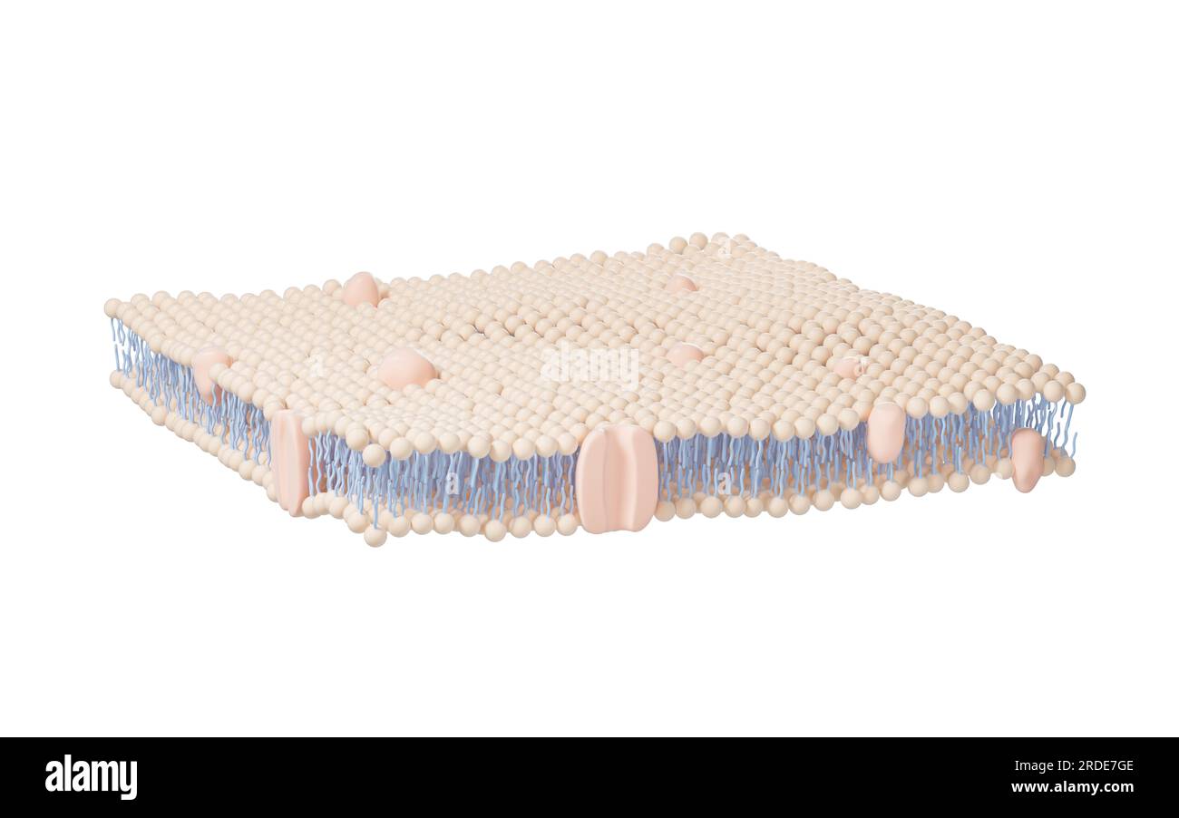 Fond de structure de membrane cellulaire, rendu 3D. Dessin numérique. Banque D'Images