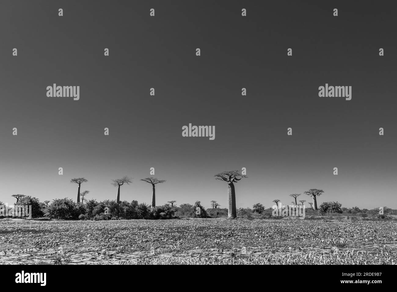 Belle allée de baobabs. Légendaire avenue des arbres Baobab à Morondava. Emblématique géant endémique de Madagascar. Forêt unique, noir blanc Banque D'Images