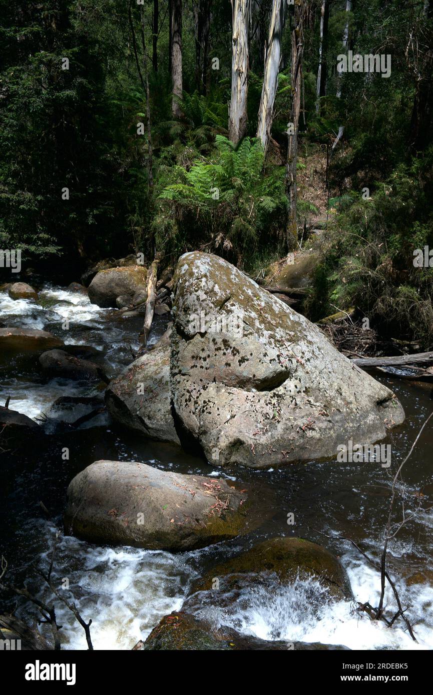 La rivière Toorongo est une rivière sauvage de montagne qui traverse les forêts et traverse des cascades, près de Noojee dans le Gippsland, Victoria, Australie. Banque D'Images