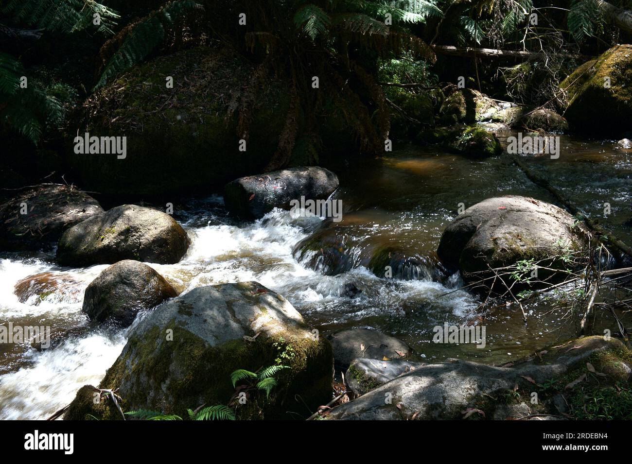 La rivière Toorongo est une rivière sauvage de montagne qui traverse les forêts et traverse des cascades, près de Noojee dans le Gippsland, Victoria, Australie. Banque D'Images