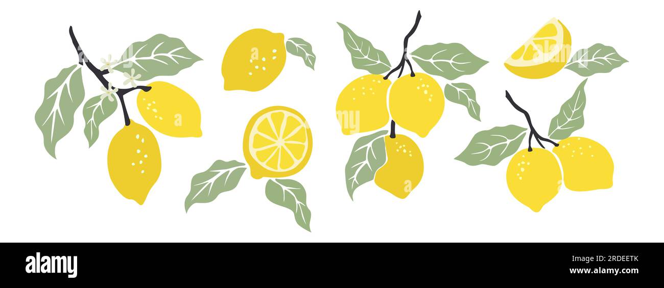 Vecteur d'ensemble de citrons abstraits dessinés à la main isolé. Illustration de Vecteur