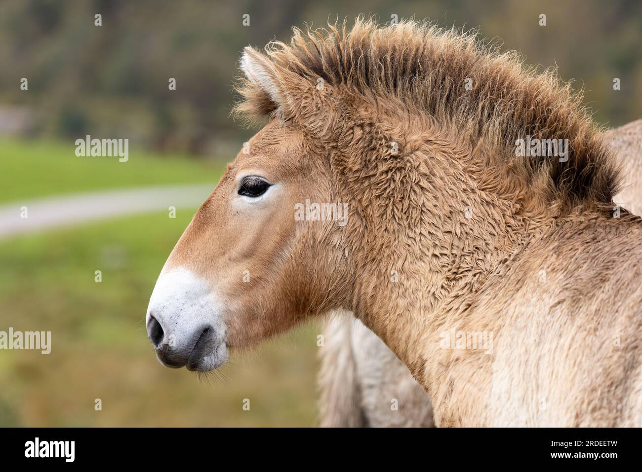Le cheval sauvage de Przewalski [Equus caballus przewalskii] dans le parc animalier des Highlands Banque D'Images