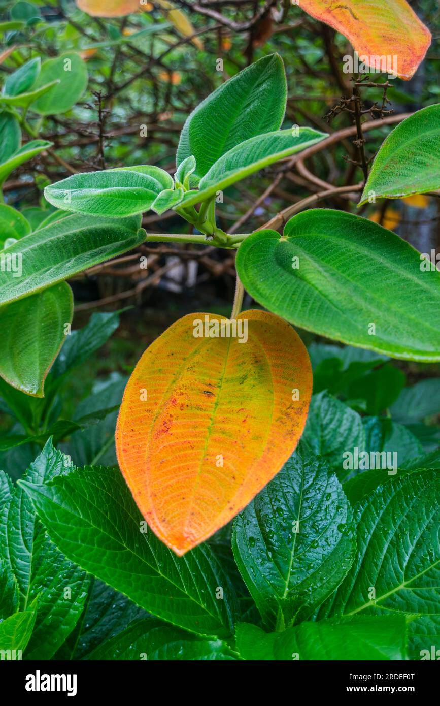 Plante tropicale fraîche avec des feuilles vertes et jaunes de l'île de Madère Banque D'Images Plante tropicale fraîche avec des feuilles vertes et jaunes de l'île de Madère Banque D'Images