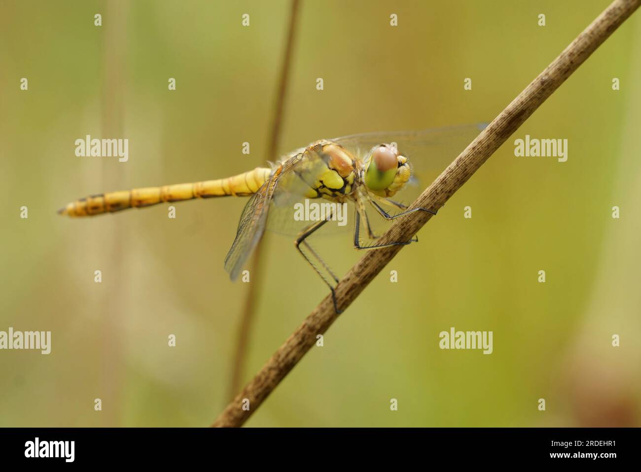 Gros plan naturel sur une libellule jaune de Darter commun, Sympetrum striolatum perché sur une brindille Banque D'Images