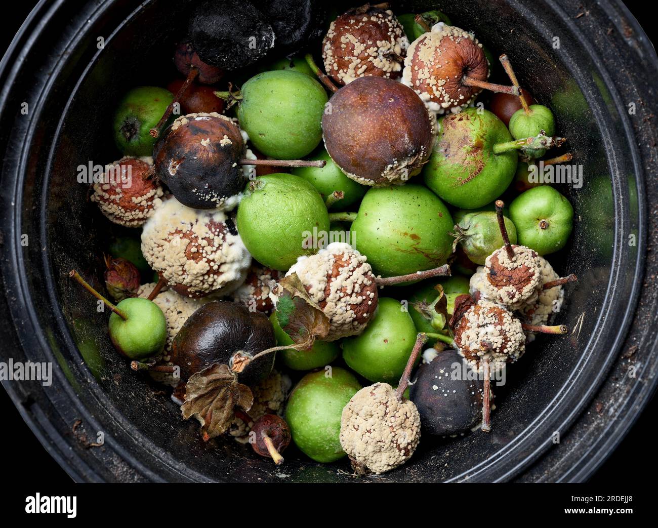 petites pommes pourries vertes et endommagées à la poubelle, ramassées dans le jardin. tri des déchets alimentaires Banque D'Images