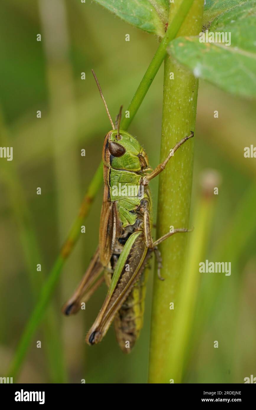 Gros plan vertical naturel sur la sauterelle des prairies européennes Pseudochorthippus parallelus Banque D'Images