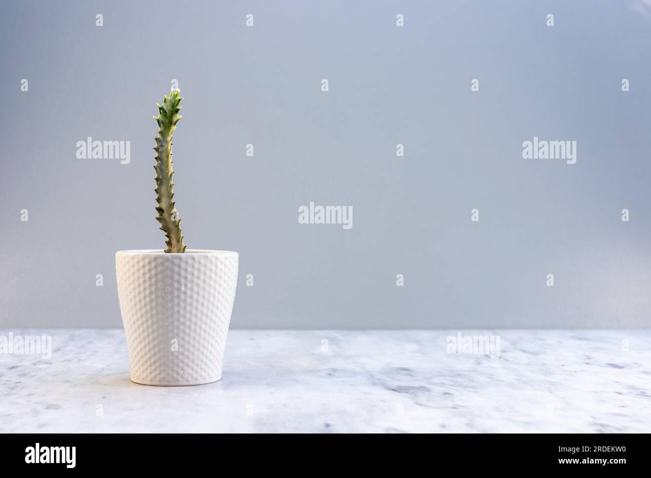 White Ghost Candelabra Spurge dans un beau pot en céramique blanche Banque D'Images