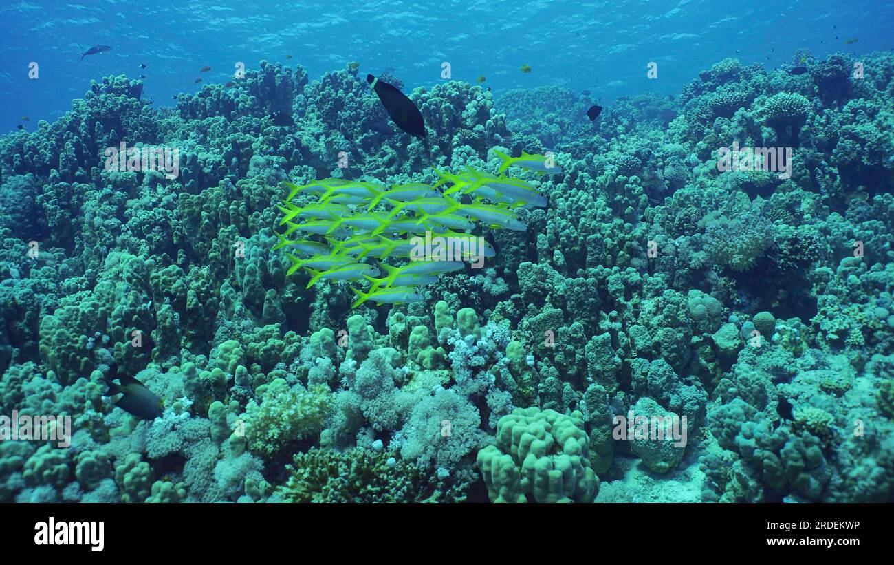 L'école de poisson-chèvre à nageoires jaunes (Mulloidichthys vanicolensis) nage au-dessus du récif corallien, mer Rouge, Safaga, Égypte Banque D'Images