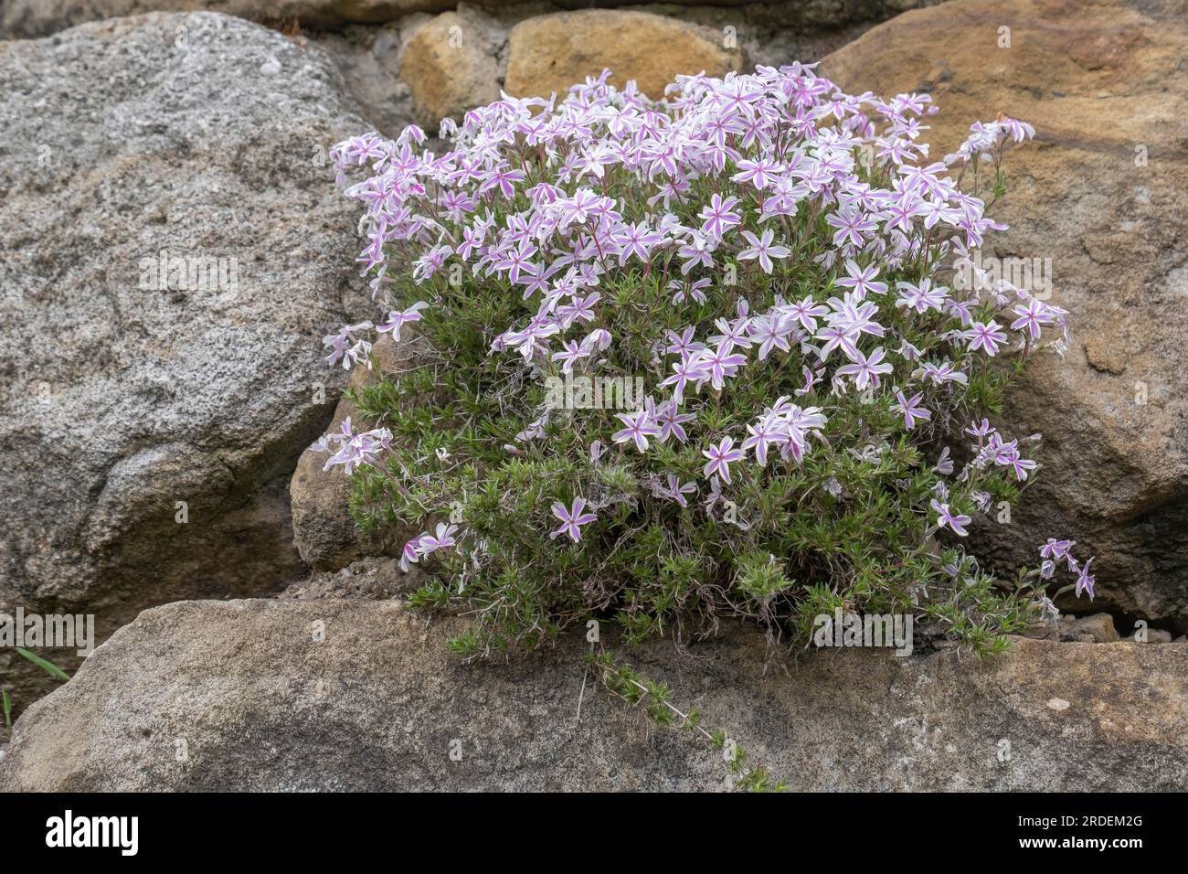 Phlox rampant (Phlox subulata), Phlox subulata 'Candy Stripes, Rhénanie du Nord-Westphalie, Allemagne Banque D'Images