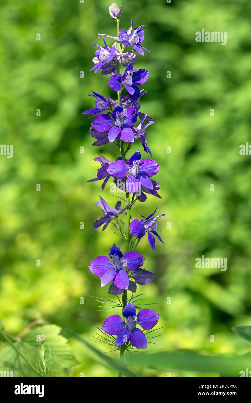 Éperon de chevalier d'été (Delphinium ajacis), Bavière, Allemagne Banque D'Images