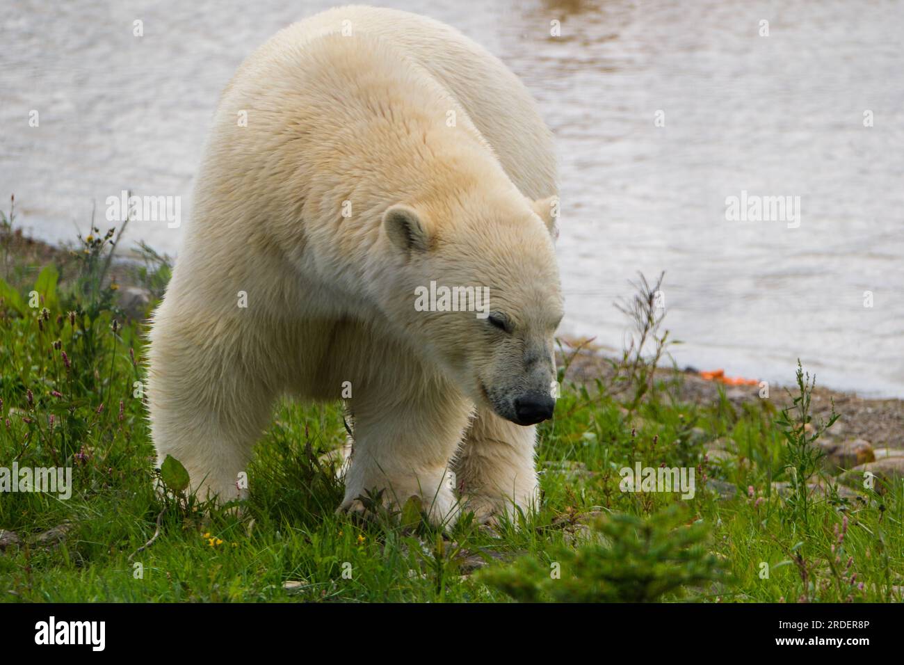 Peak Wildlife Park, Winkhill, Leek, Staffordshire, Royaume-Uni. Jeudi 20 juillet 2023. Les ours polaires sont arrivés au Royaume-Uni depuis Orsa Rovdjurspark (Orsa Predator Park) en Suède. Les visiteurs pourront voir les ours fin août. Peak Wildlife Park est situé dans le Staffordshire Peak District à la lisière du parc national. Crédit : Ian Tennant / Alamy Live News. Banque D'Images