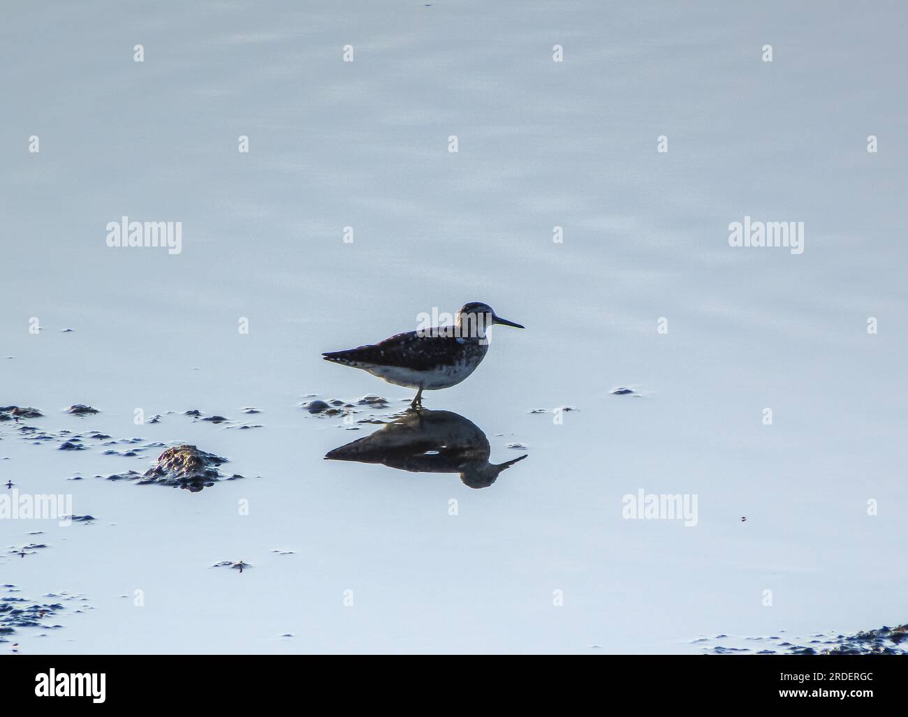 Water's Edge Wanderers : Green Sandpiper Birds s'élevant au-dessus de l'étendue aquatique Banque D'Images