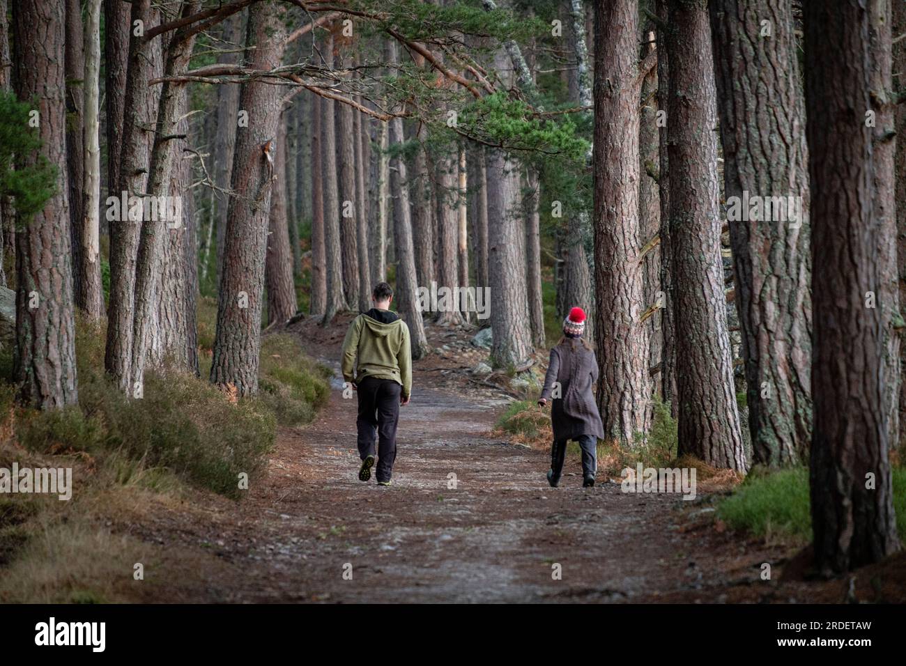 Couple marchant sur le chemin, forêt de Rothiemurchus, Loch an Eilein, parc national de Cairngorms, Highlands, Écosse, Royaume-Uni Banque D'Images