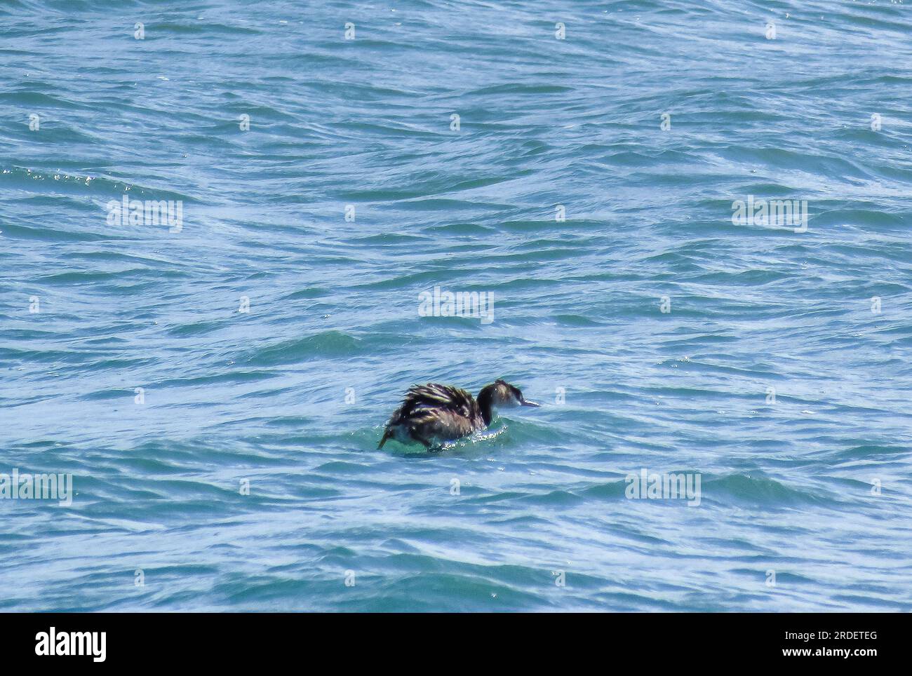 Ailes dépliées : Titicaca Grebe glisse au-dessus des eaux azur Banque D'Images