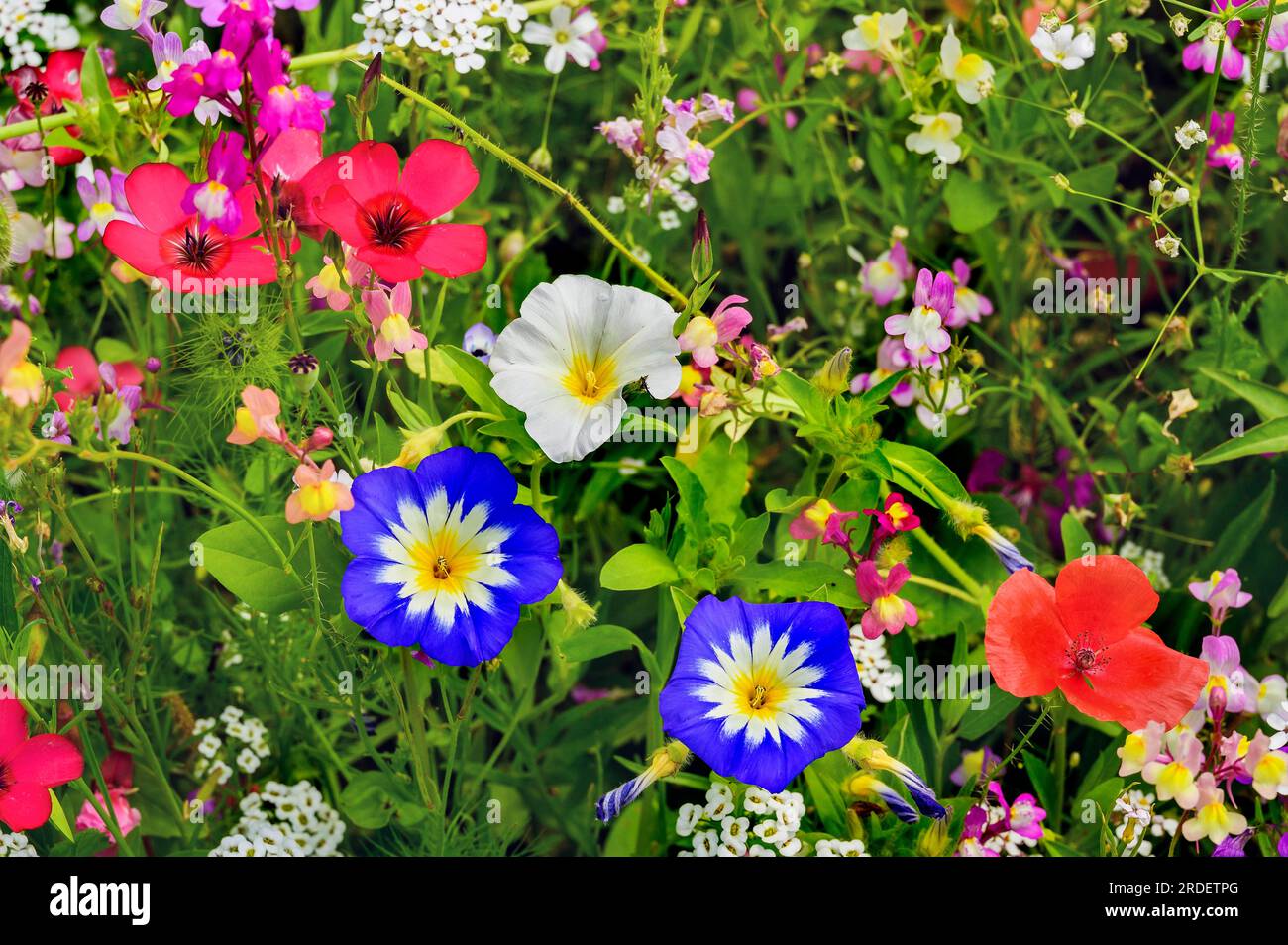 Prairie d'été avec pavot californica (Eschscholzia californica), corydalis (Iberis umbellata) et lièvre tricolore (Convolvulus tricolor), Allgäu, Ba Banque D'Images