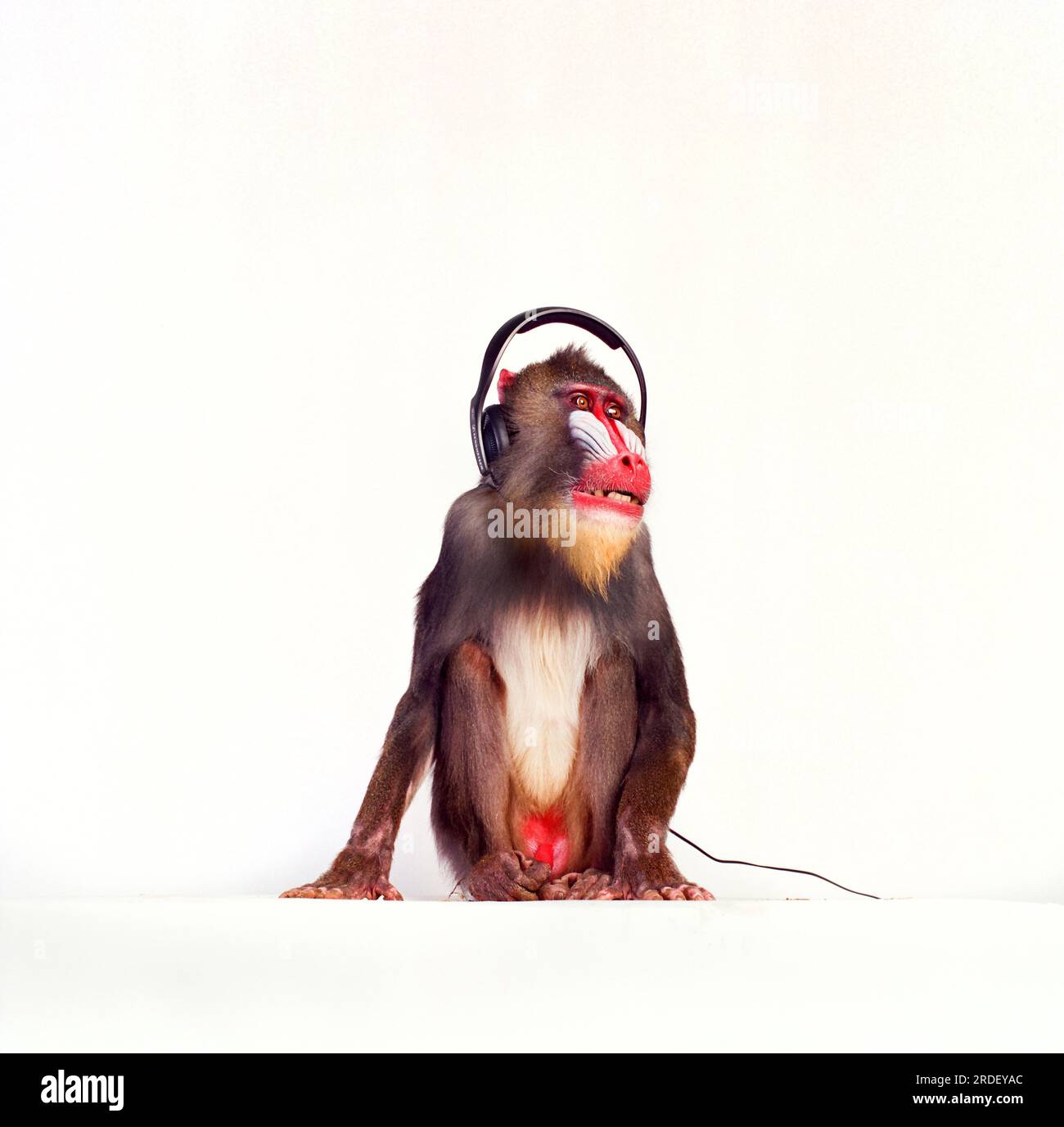 Mandrill Monkey avec casque écoutant de la musique dans le studio. Banque D'Images