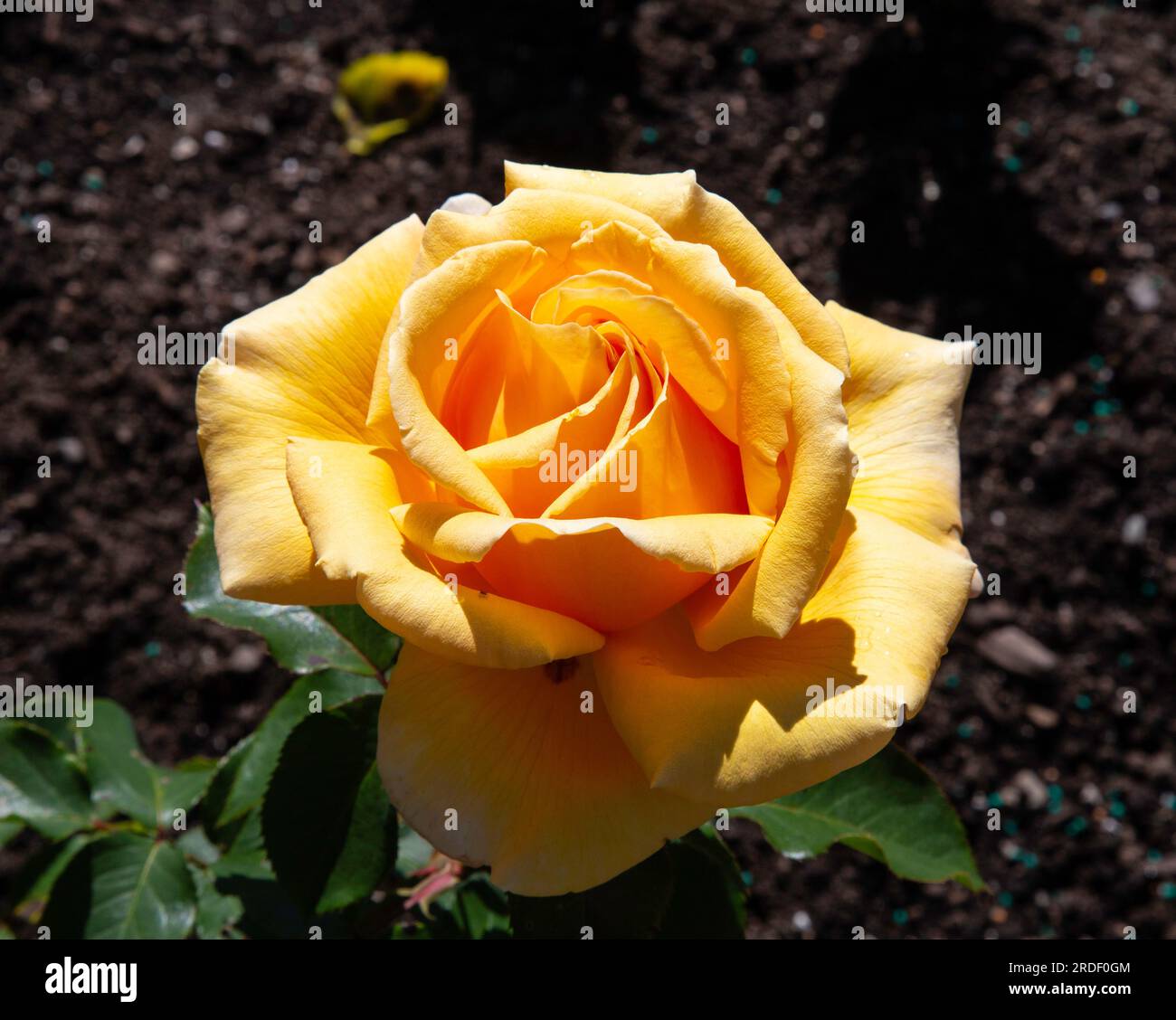 Beauté d'une fleur rose Banque D'Images