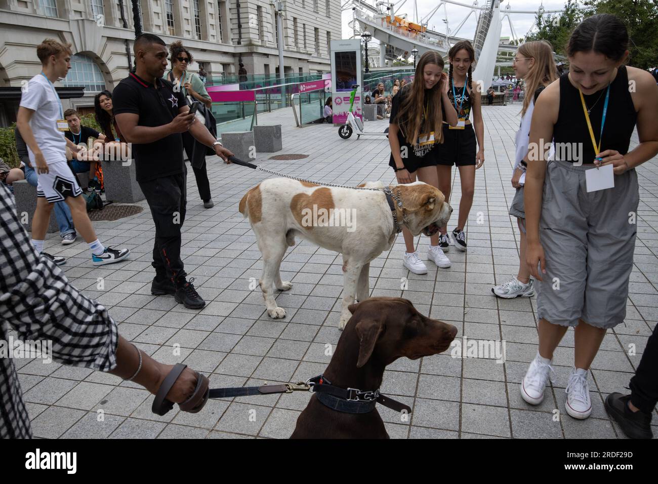 Les jeunes touristes se rassemblent autour de deux grands chiens alors qu'ils s'arrêtent pour les caresser sur le Southbank, Londres, Angleterre, Royaume-Uni Banque D'Images